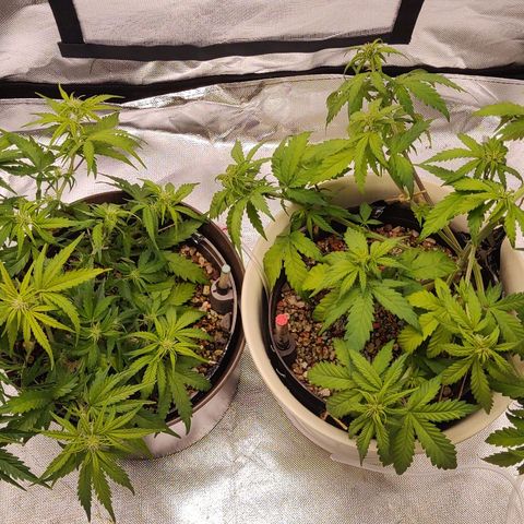 Sunny Earth  growlog timeline photo