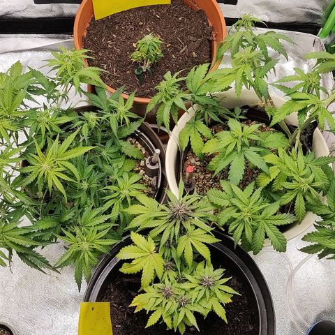 Sunny Earth  growlog timeline photo