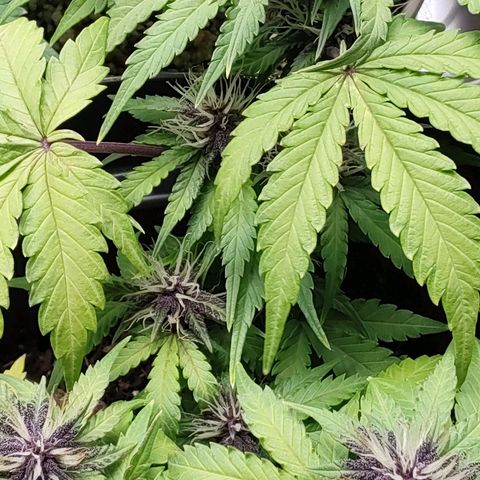 Sunny Earth  growlog timeline photo