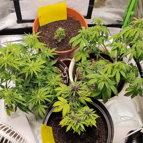 Sunny Earth  growlog timeline photo