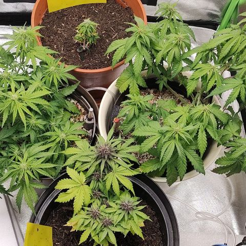 Sunny Earth  growlog timeline photo
