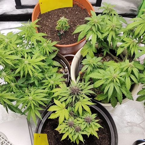 Sunny Earth  growlog timeline photo