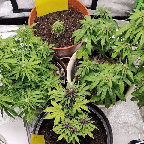 Sunny Earth  growlog timeline photo