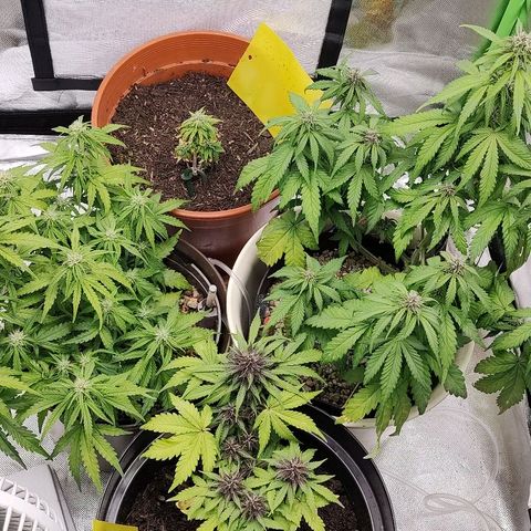 Sunny Earth  growlog timeline photo