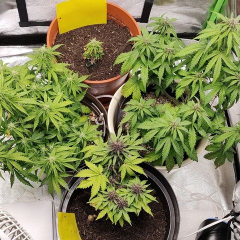 Sunny Earth  growlog timeline photo