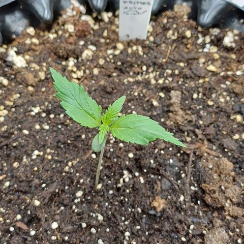 RQS Apple Fritter Auto  growlog timeline photo
