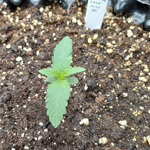 RQS Wedding Cake Auto  growlog timeline photo