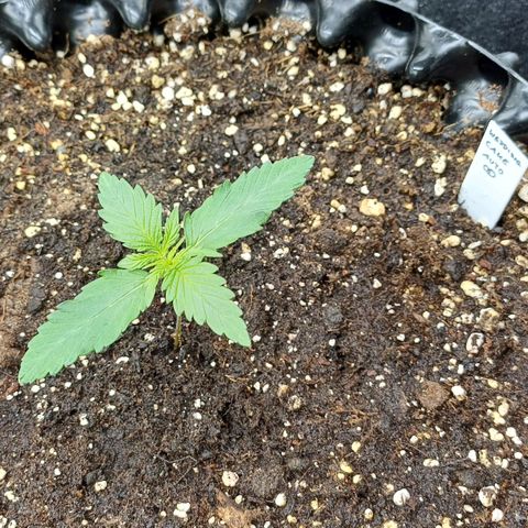 RQS Wedding Cake Auto  growlog timeline photo