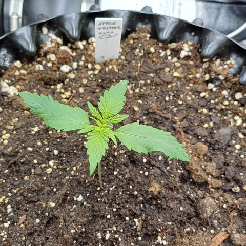 RQS Apple Fritter Auto  growlog timeline photo