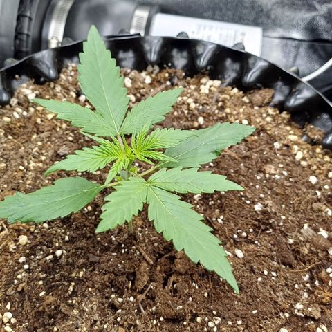 RQS Apple Fritter Auto  growlog timeline photo