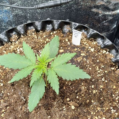 RQS Wedding Cake Auto  growlog timeline photo