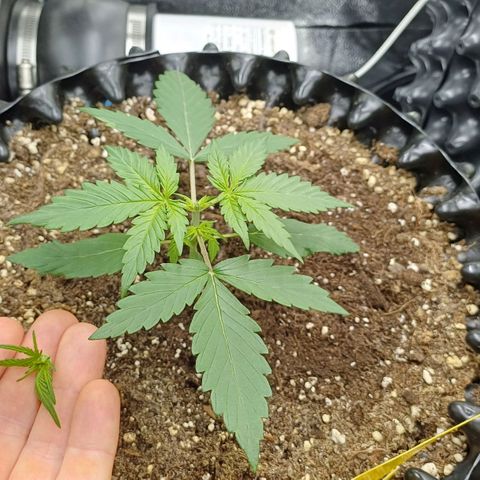 RQS Apple Fritter Auto  growlog timeline photo