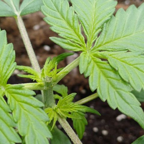 RQS Apple Fritter Auto  growlog timeline photo