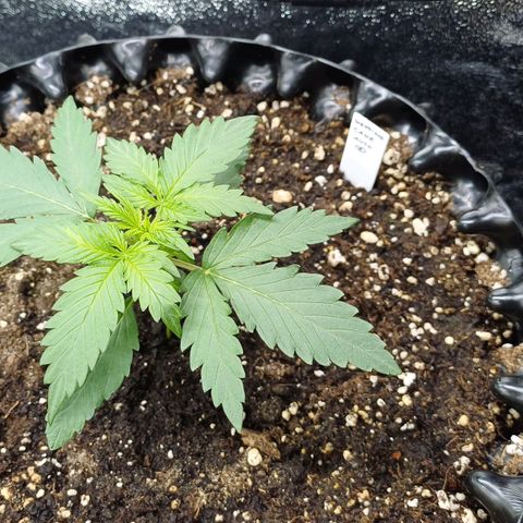 RQS Wedding Cake Auto  growlog timeline photo
