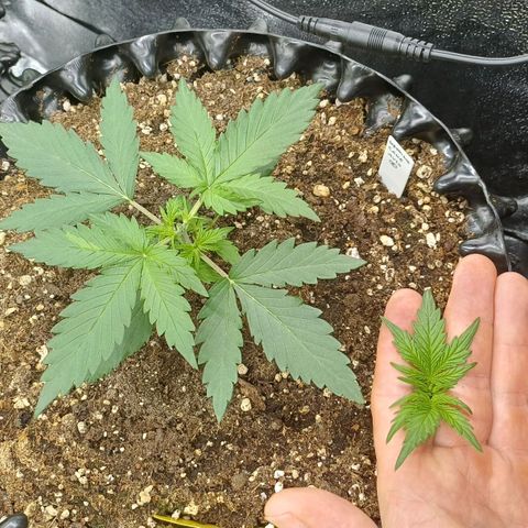 RQS Wedding Cake Auto  growlog timeline photo