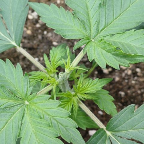 RQS Wedding Cake Auto  growlog timeline photo