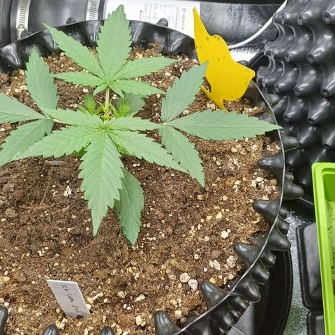 RQS Apple Fritter Auto  growlog timeline photo