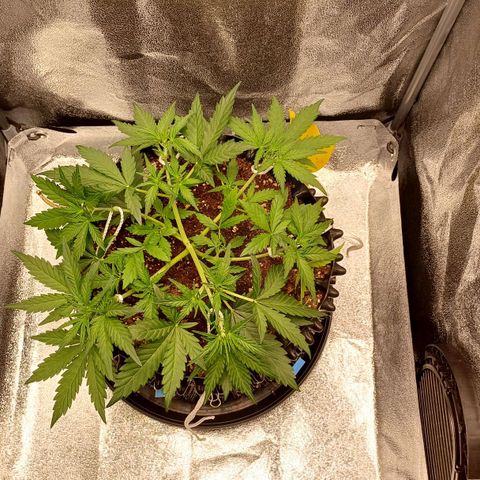 RQS Wedding Cake Auto  growlog timeline photo