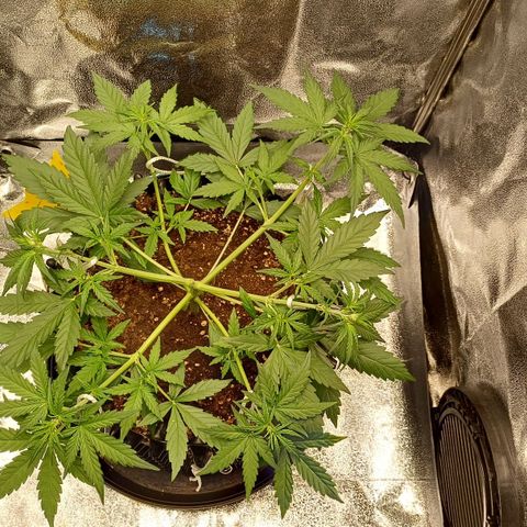RQS Apple Fritter Auto  growlog timeline photo