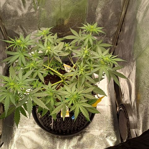 RQS Apple Fritter Auto  growlog timeline photo