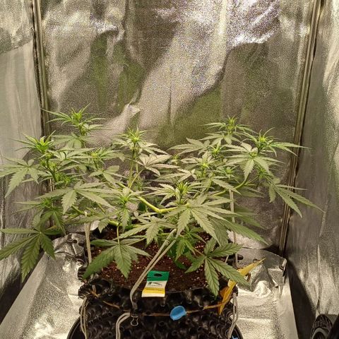 RQS Apple Fritter Auto  growlog timeline photo