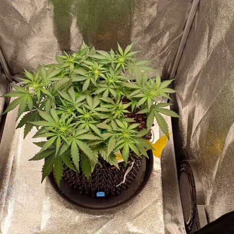 RQS Wedding Cake Auto  growlog timeline photo