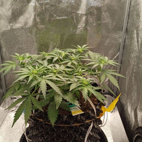 RQS Wedding Cake Auto  growlog timeline photo