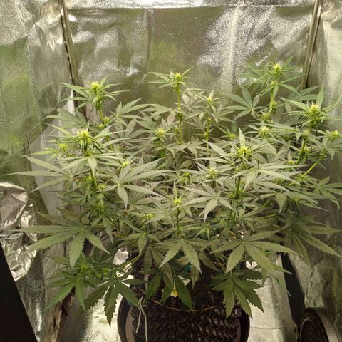 RQS Apple Fritter Auto  growlog timeline photo