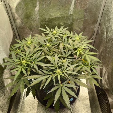 RQS Wedding Cake Auto  growlog timeline photo