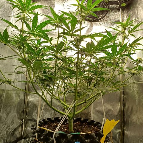 RQS Apple Fritter Auto  growlog timeline photo