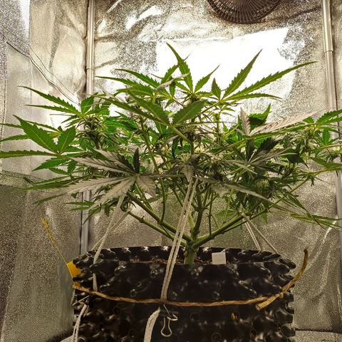 RQS Wedding Cake Auto  growlog timeline photo