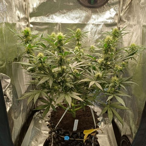 RQS Apple Fritter Auto  growlog timeline photo