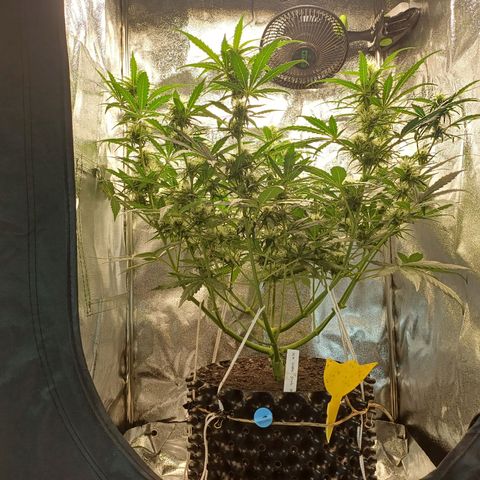 RQS Apple Fritter Auto  growlog timeline photo