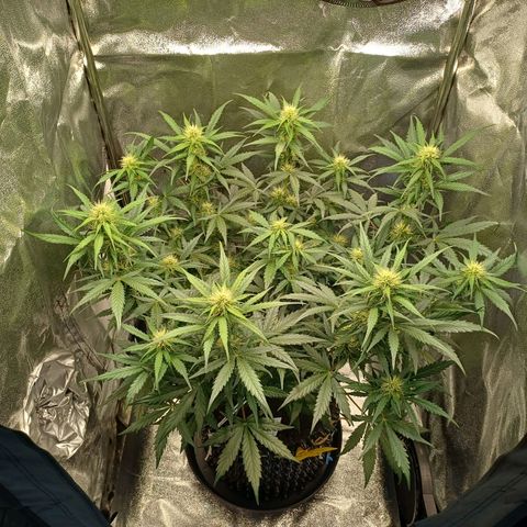 RQS Apple Fritter Auto  growlog timeline photo