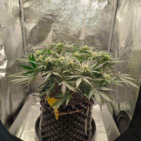 RQS Wedding Cake Auto  growlog timeline photo