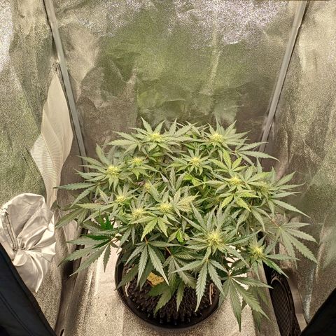RQS Wedding Cake Auto  growlog timeline photo
