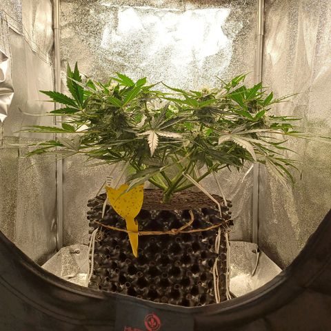 RQS Wedding Cake Auto  growlog timeline photo