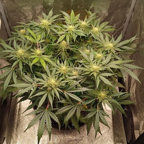 RQS Wedding Cake Auto  growlog timeline photo