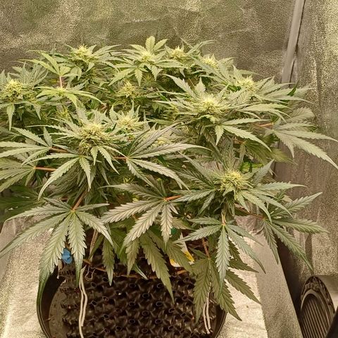 RQS Wedding Cake Auto  growlog timeline photo