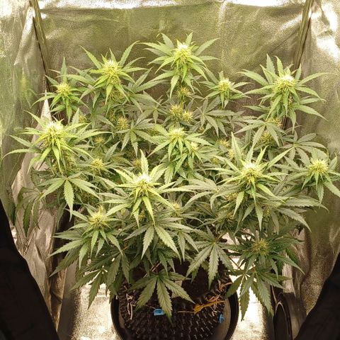 RQS Apple Fritter Auto  growlog timeline photo