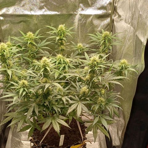 RQS Apple Fritter Auto  growlog timeline photo