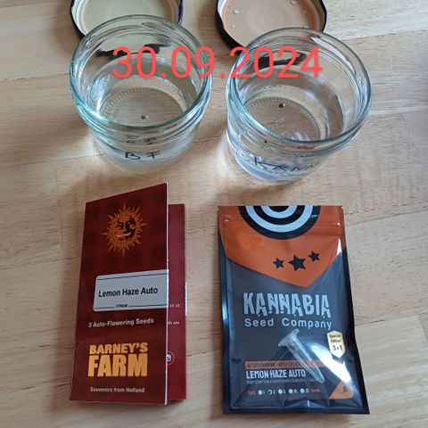 Kannabia Lemon Haze Auto growlog timeline photo
