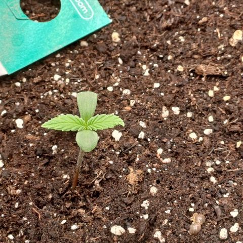 Kannabia Lemon Haze Auto growlog timeline photo