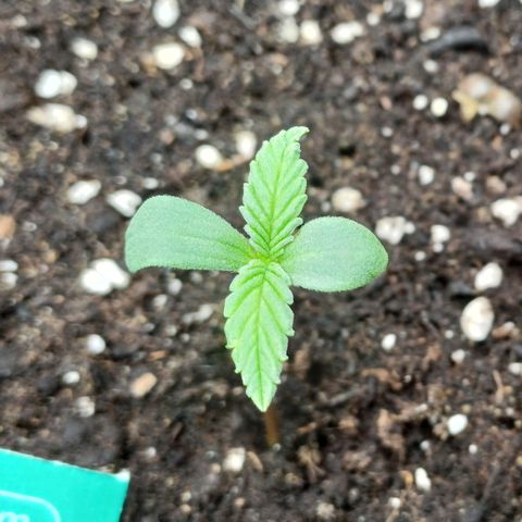 Kannabia Lemon Haze Auto growlog timeline photo