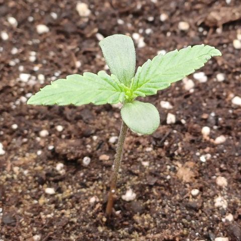Kannabia Lemon Haze Auto growlog timeline photo
