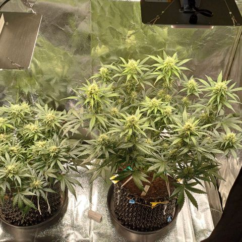 RQS Apple Fritter Auto  growlog timeline photo