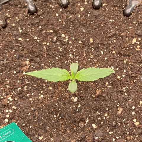 Kannabia Lemon Haze Auto growlog timeline photo
