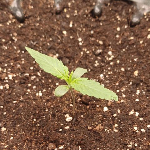 Kannabia Lemon Haze Auto growlog timeline photo
