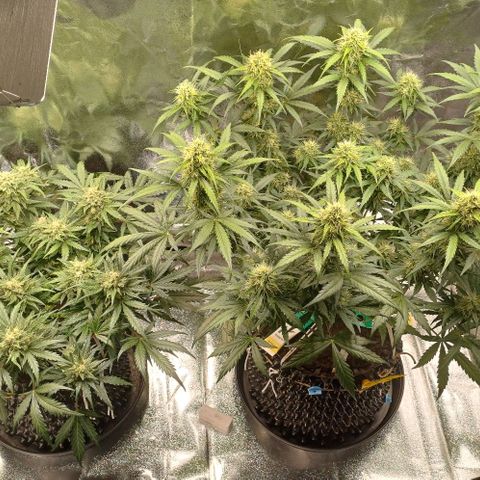RQS Wedding Cake Auto  growlog timeline photo