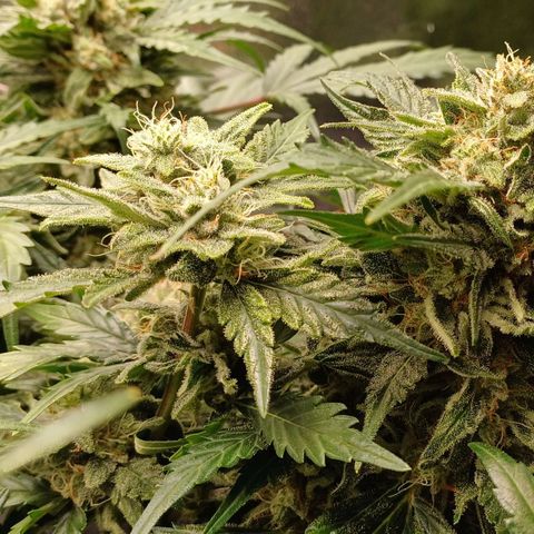 RQS Wedding Cake Auto  growlog timeline photo